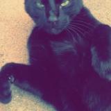 Photo de chat perdu à Breuschwickersheim