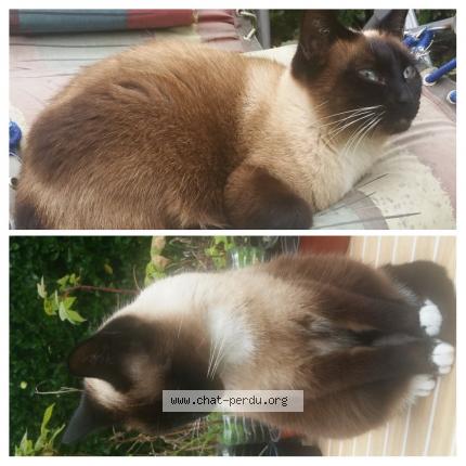 Photo 1/1 Blue Chat perdu à Marennes