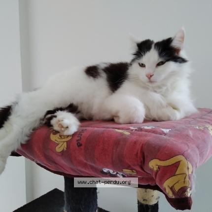 Photo 1/1 louméa Chat perdu à Juvigny sous andaine