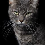 Photo de chat perdu à Tremeoc