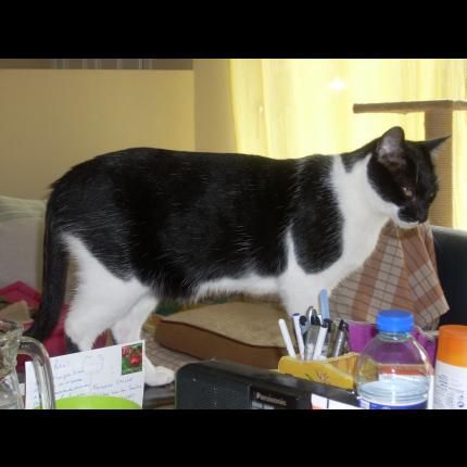 Piki Chat Perdu A Blanzat Chat Perdu France Piki Chat Perdu A Blanzat Chat Perdu France