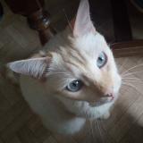 Photo de chat perdu à Dax