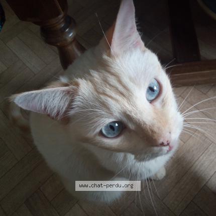 Photo de chat perdu à Dax