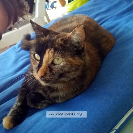 Photo 1/1 Missy Chat perdu à Sainte livrade sur lot