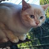 Photo de chat perdu à Saint Cyr Au Mont D Or