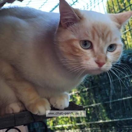 Photo de chat perdu à Saint Cyr Au Mont D Or