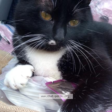 Photo 1/3 Choupa Chat perdu à Labouheyre