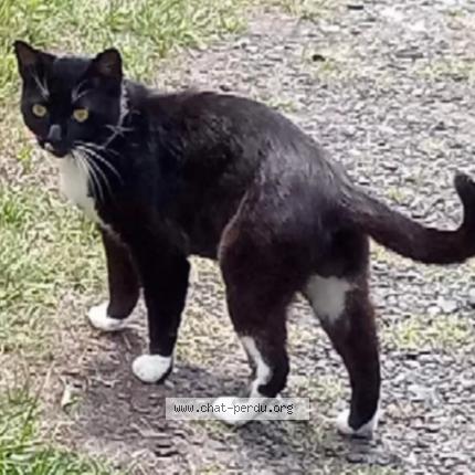 Photo 2/3 Choupa Chat perdu à Labouheyre