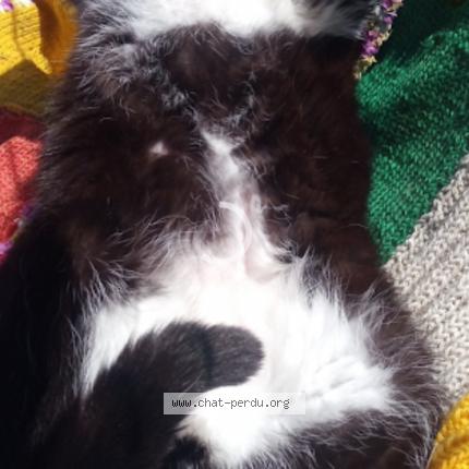 Photo 3/3 Choupa Chat perdu à Labouheyre