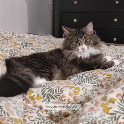 Photo de chat perdu à Enval