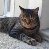 Photo de chat perdu à Saint Pierre En Faucigny