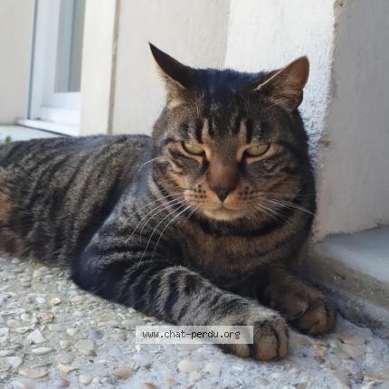 Photo 1/1 Chat retrouvé Perdu à Saint pierre en faucigny