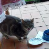 Photo de chat trouvé à Montcresson