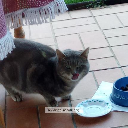 Photo 1/1 Chat retrouvé Trouvé à Montcresson