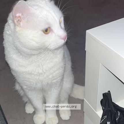 Photo 1/1 Chat retrouvé Perdu à Reims