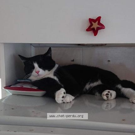 Photo de chat perdu à Courrieres