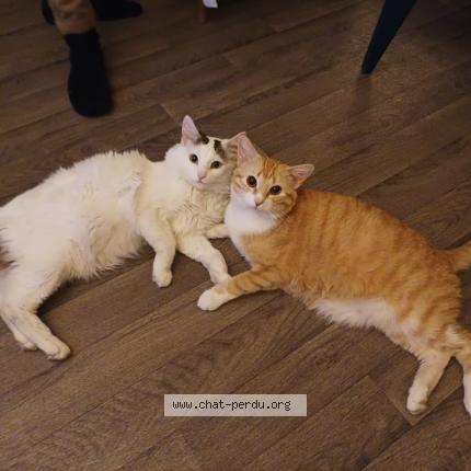 Photo de chat perdu à Bayonne 64100