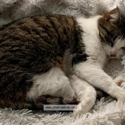 Photo 1/1 Plume Chat perdu à Seyssinet pariset