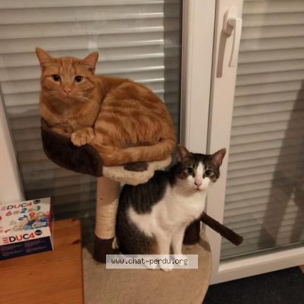 Photo de chat perdu à Tourcoing