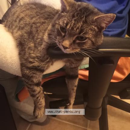 Photo de chat perdu à Chars