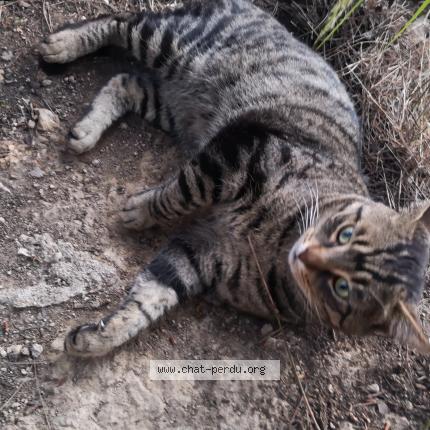 Chat Trouve A Marseille Chat Perdu France