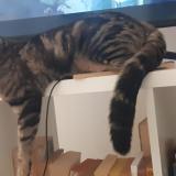 Photo de chat perdu à Cergy Saint Christophe