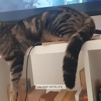 Photo 1/1 Chat retrouvé Perdu à Cergy saint christophe