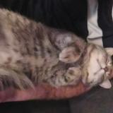 Photo de chat perdu à Toulouse