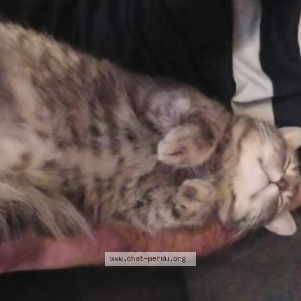 Photo 1/1 Chat retrouvé Perdu à Toulouse