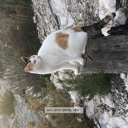 Photo 1/1 Chat retrouvé Perdu à Les pennes mirabeau