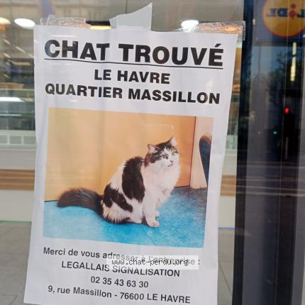 Chat Trouve A Le Havre Chat Perdu France Chat Trouve A Le Havre Chat Perdu France