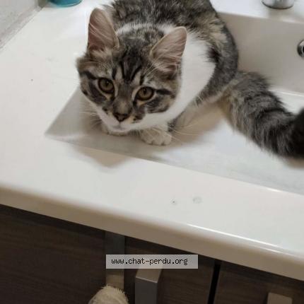 Photo 1/1 Chat retrouvé Perdu à Toulouse