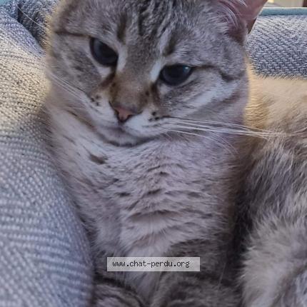 Photo 1/1 Chat retrouvé Perdu à Nice