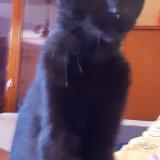 Photo de chat perdu à Durfort Lacapelette