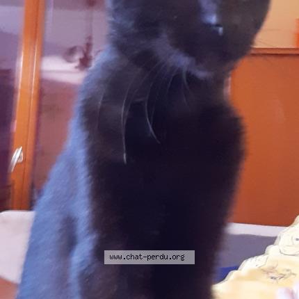 Photo de chat perdu à Durfort Lacapelette