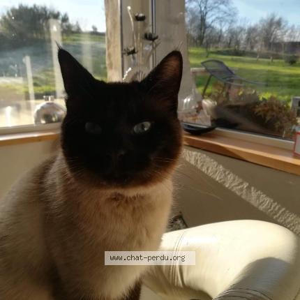 Photo de chat perdu à St Jans Cappel