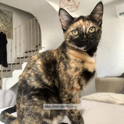 Photo de chat perdu à Ville Di Pietrabugno