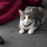 Photo de chat perdu à Saint Quentin