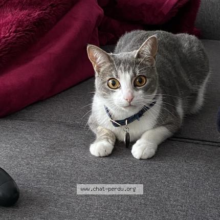 Photo de chat perdu à Saint Quentin