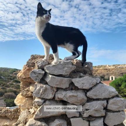 Photo 1/1 Felix Chat perdu à Marseille