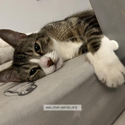 Photo 1/1 Chat retrouvé Perdu à Paris