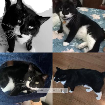 Photo 1/1 Loki Chat perdu à Leland