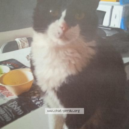 Photo 1/1 Chabi Chat perdu à La colle sur loup