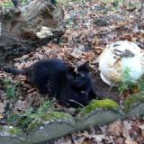 Photo de chat perdu à Celle L Evescault