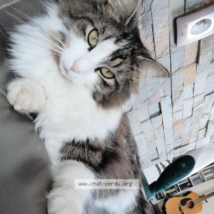 Photo de chat perdu à Essey Les Nancy