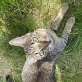 Photo de chat perdu à Sainte Luce Sur Loire