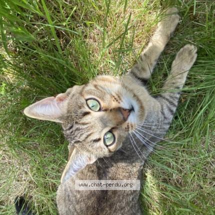 Photo 1/1 Chat retrouvé Perdu à Sainte luce sur loire