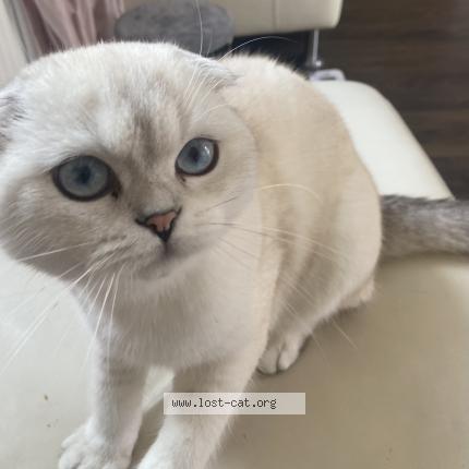 Photo 1/1 Gizmo Chat perdu à Cambridge