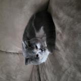 Photo de chat trouvé à Rouen