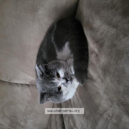 Photo 1/1 Chat retrouvé Trouvé à Rouen